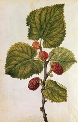 Amora: Morus Nigra, c.1568 (litografia a cores)