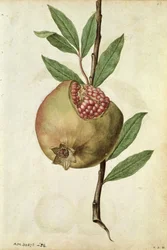 Romã: Punica granatum, c.1568, por J. le Moyne de Morgues (c.1530-88)