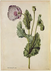 Papoila: Ópio (Papaver somniferum), c.1568, por J. le Moyne de Morgues (c.1530-88)