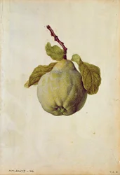 Marmelo: Cydonia vulgaris, c.1568, de J. le Moyne de Morgues (c.1530-88)