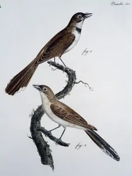 Macho e fêmea de Monarcha trivirgata (Monarcha trivirgata)
