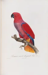 Premiere variete du Grand Lori, gravada por Langlois, c.1801-05