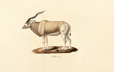 Antílope Addax