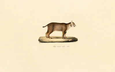 Bobcat adulto