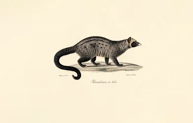 Civeta africana