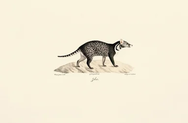 Civeta africana