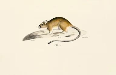 Gerbo africano