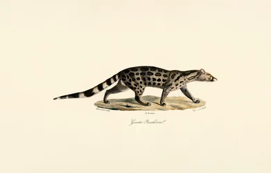 Civeta de palma africana