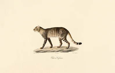 Gato selvagem africano