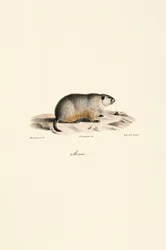 Alpine Marmot (Variante Monax)