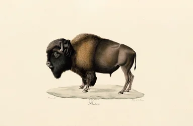 Bisonte americano