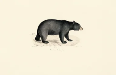 Urso-negro-americano
