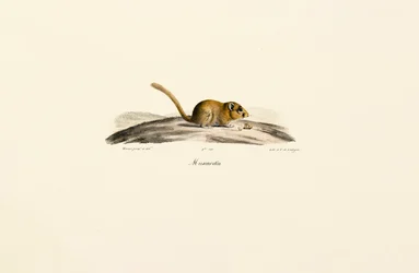 Rato veado americano