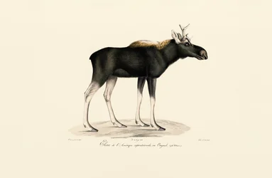 Alce americano (Alces americanus)