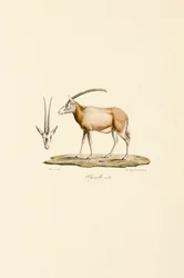 Gazela da Arábia