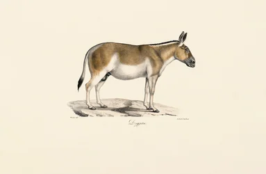 Rabo selvagem asiático