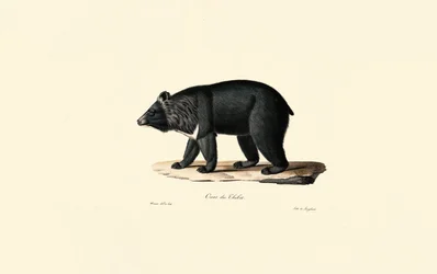 Urso-negro-asiático (urso-tibetano)