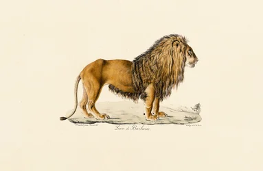 Perfil do Leão Barbary