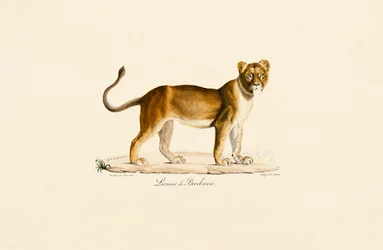 Perfil da Leoa da Barbária