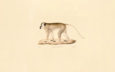 Macaco-de-cara-preta
