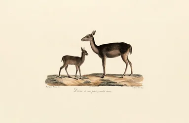Gama-preta com cria