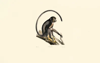 Macaco-aranha-preto (Ateles)