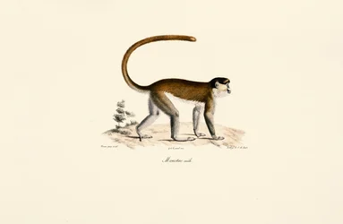 Macaco azul (Cercopithecus mitis)