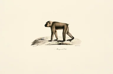 Chapéu de macaco