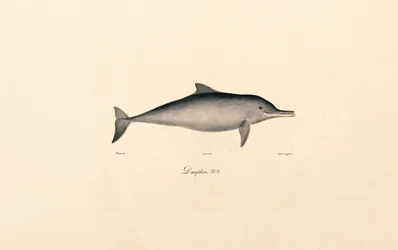 Roaz-corvineiro (Tursiops truncatus)