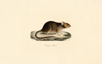 Ratazana do Brasil
