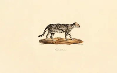 Gato tigre brasileiro