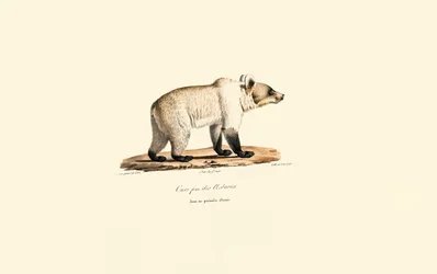 Urso pardo da Cantábria (Ursus arctos pyrenaicus)