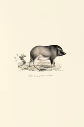 Porco doméstico chinês