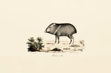 Pecari de coleira