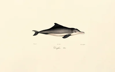 Golfinho-comum (Delphinus delphis)