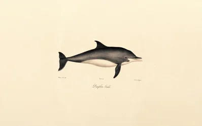 Golfinho-comum (Delphinus delphis)