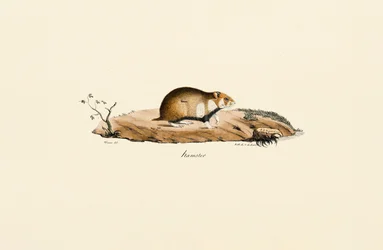 Hamster comum