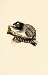 Sagui comum (fêmea)
