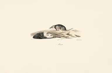Musaranho comum