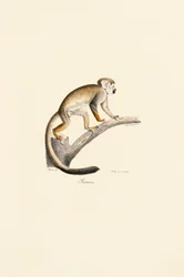 Macaco esquilo comum num ramo