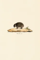 Wombat comum (macho)