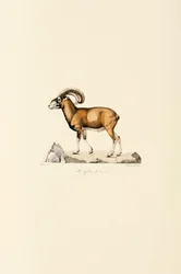 Muflão da Córsega