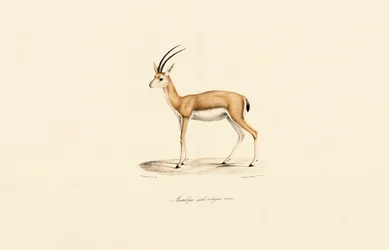 Dorcas Gazelle (Masculino)