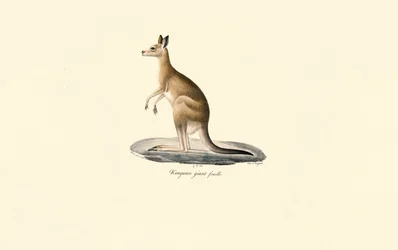 Canguru cinzento oriental (Fêmea)