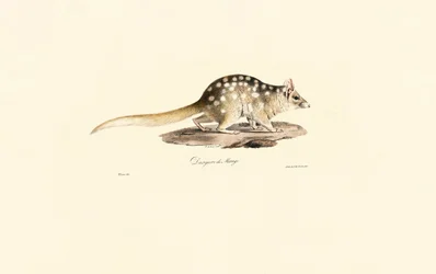 Quoll oriental