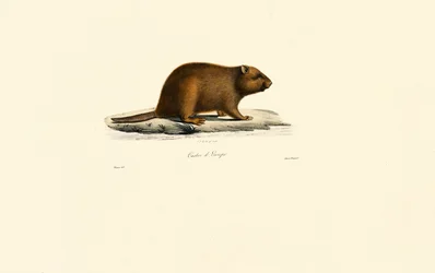 Castor europeu