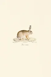 Lebre europeia