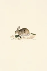 Coelho europeu (Lapin)
