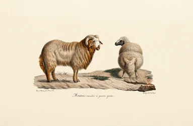 Ovelha de cauda gorda