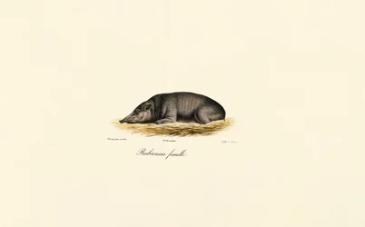 Fêmea Babirusa